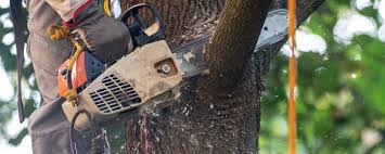 Best Tree Risk Assessment  in Quincy, MA